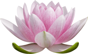 toppng.com-lotus-flower-transparent-background-1379×857