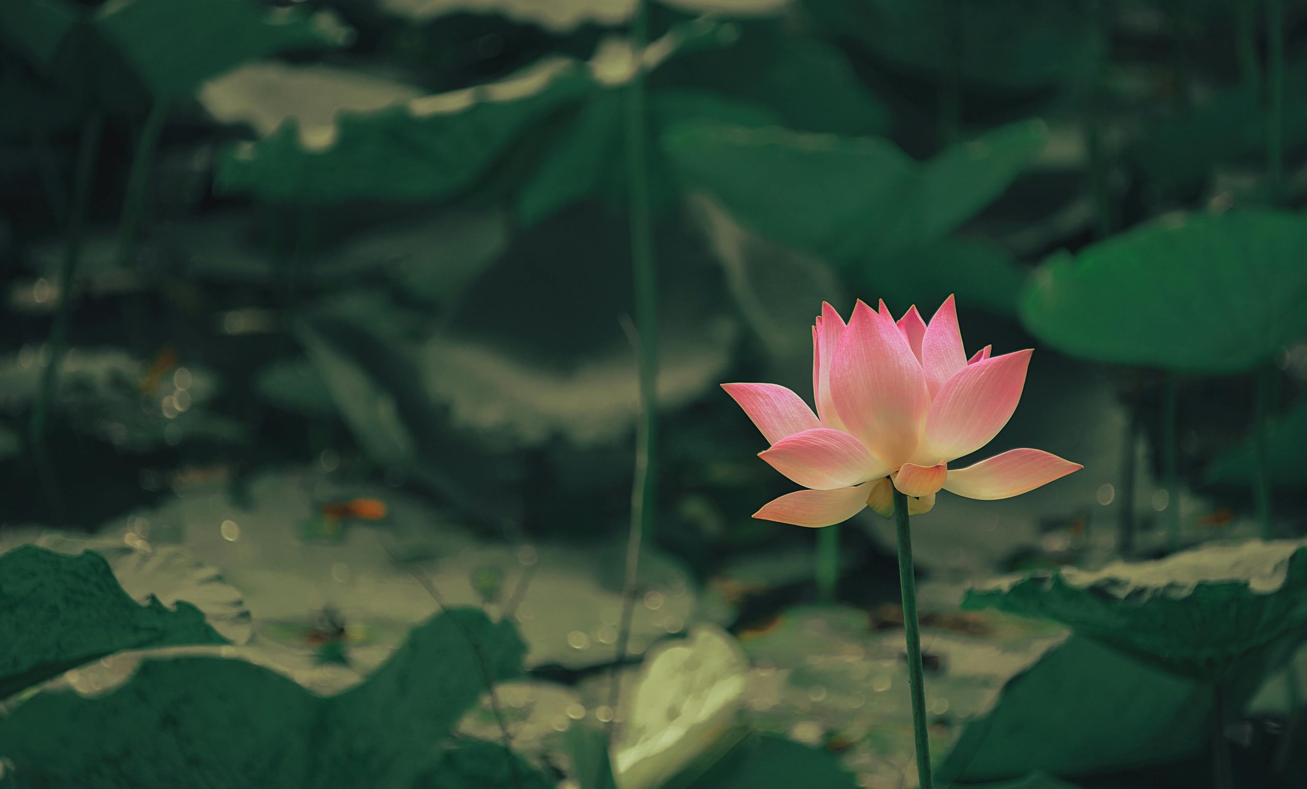 yoga-philosophy-2